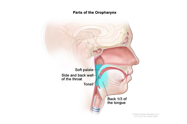 Oropharynx image